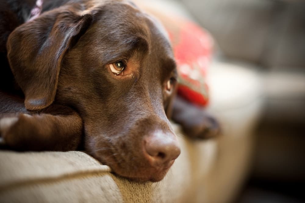 Dog looking up to owner laying on the couch