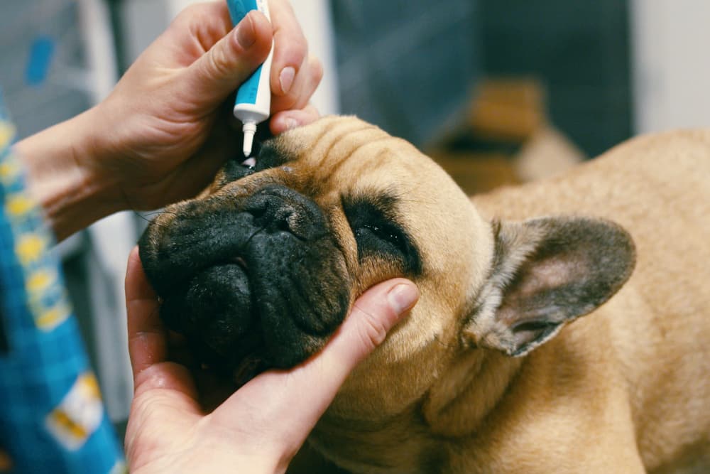 Owner putting eye drops into dog's eyes