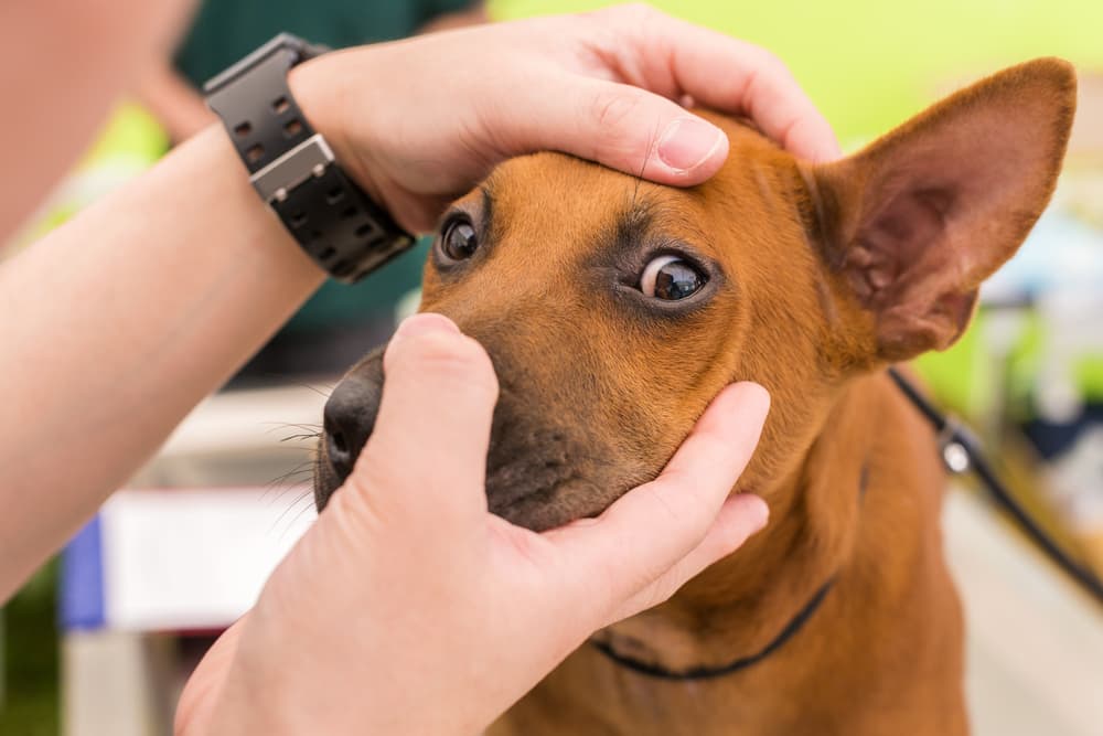 Owner holding dog's face with eyes open