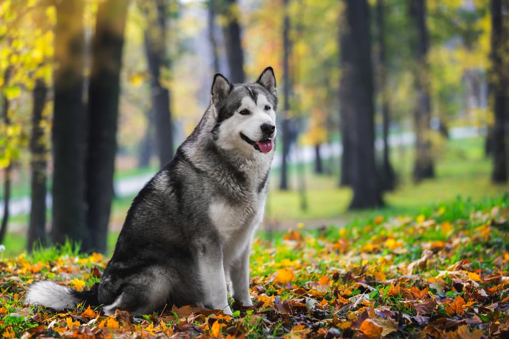 Alaskan Malamute in the forest