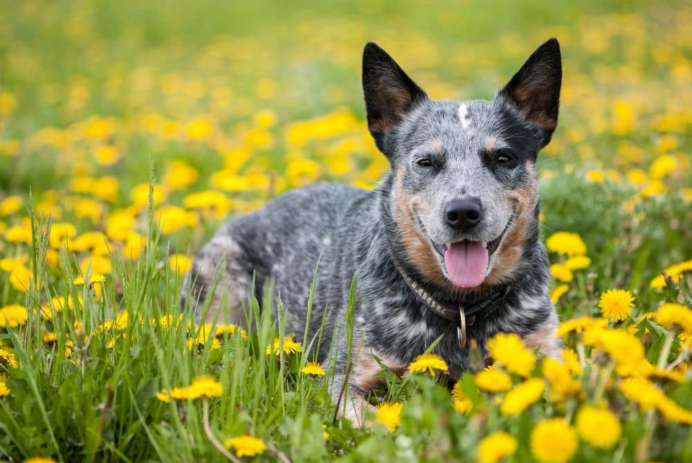 Australian Cattle Dog laying in a field of dandelions
