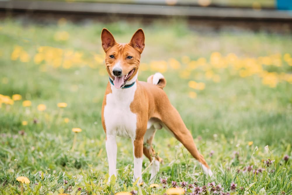 Basenji dog with cute ears