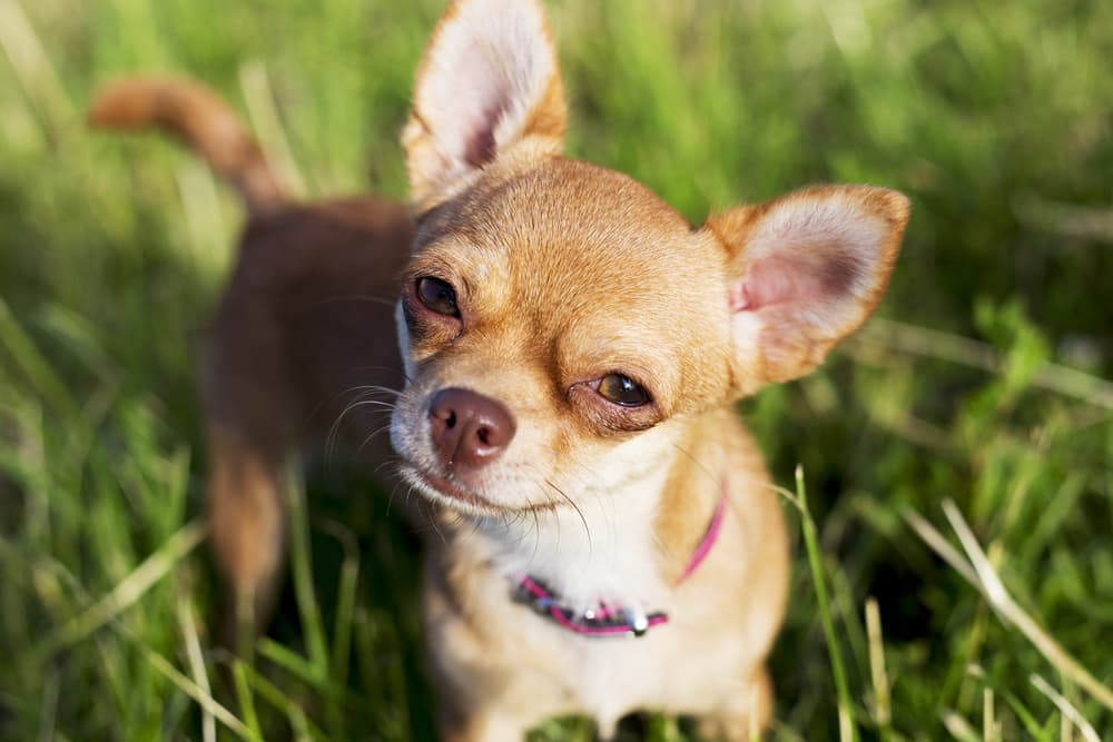 Chihuahua dog in the grass