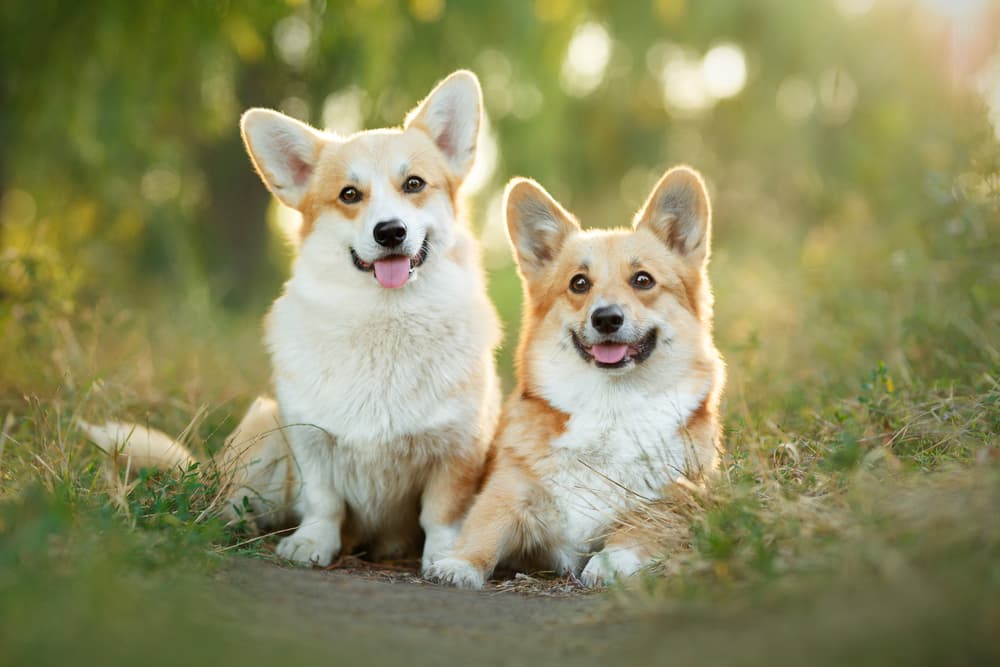Two sweet corgi dogs in a field