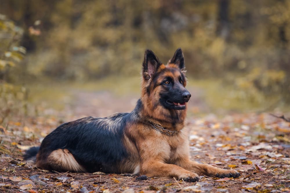 German Shepherd dog laying in a forest