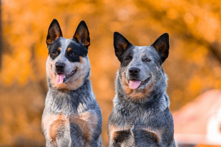 Australian Cattle dogs in the autumn
