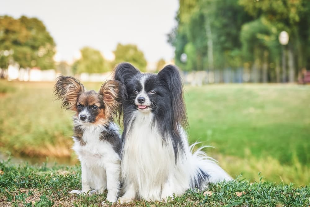Papillion dog breeds