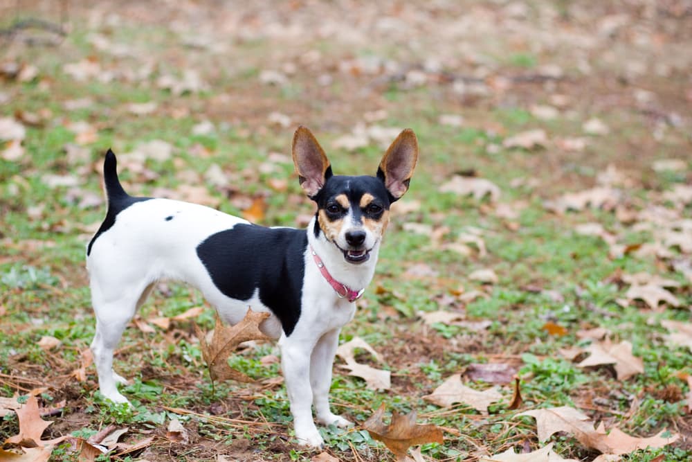 Rat terrier dog breed outside