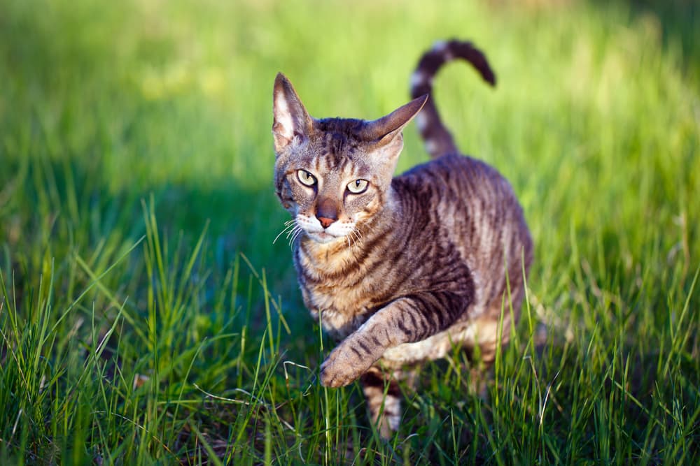 Cat walking through the field