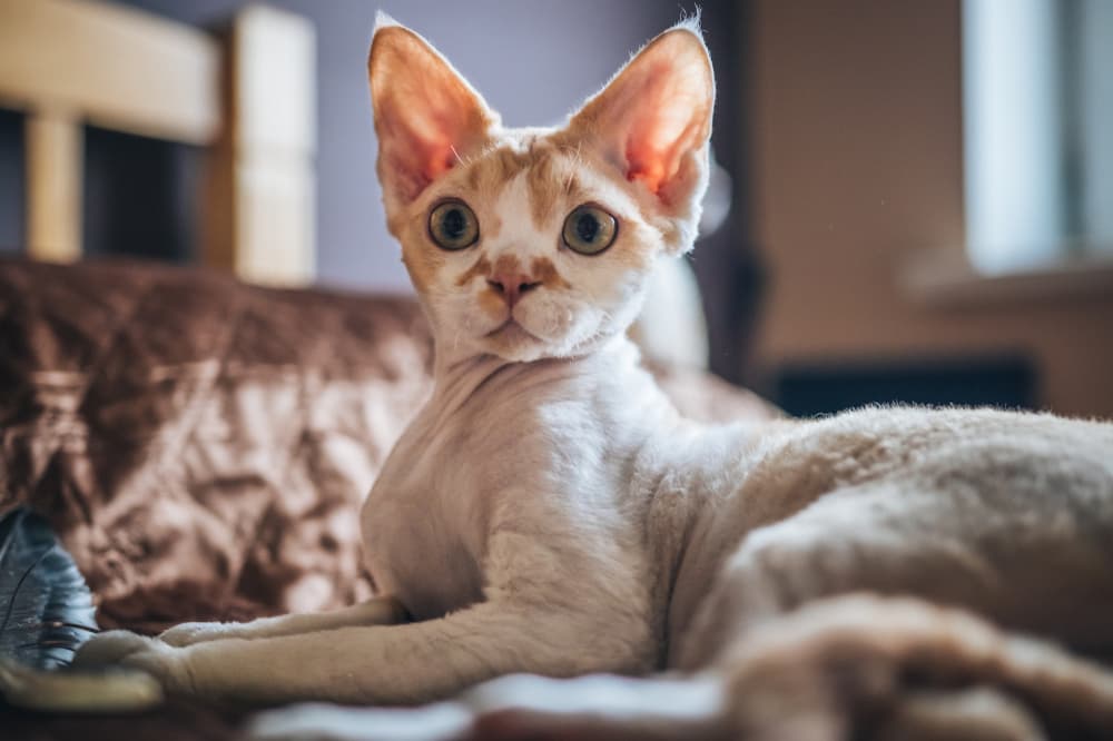 Devon Rex cat sitting on couch