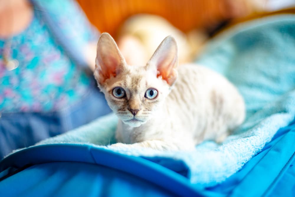German Rex kitten wavy haired cat breed