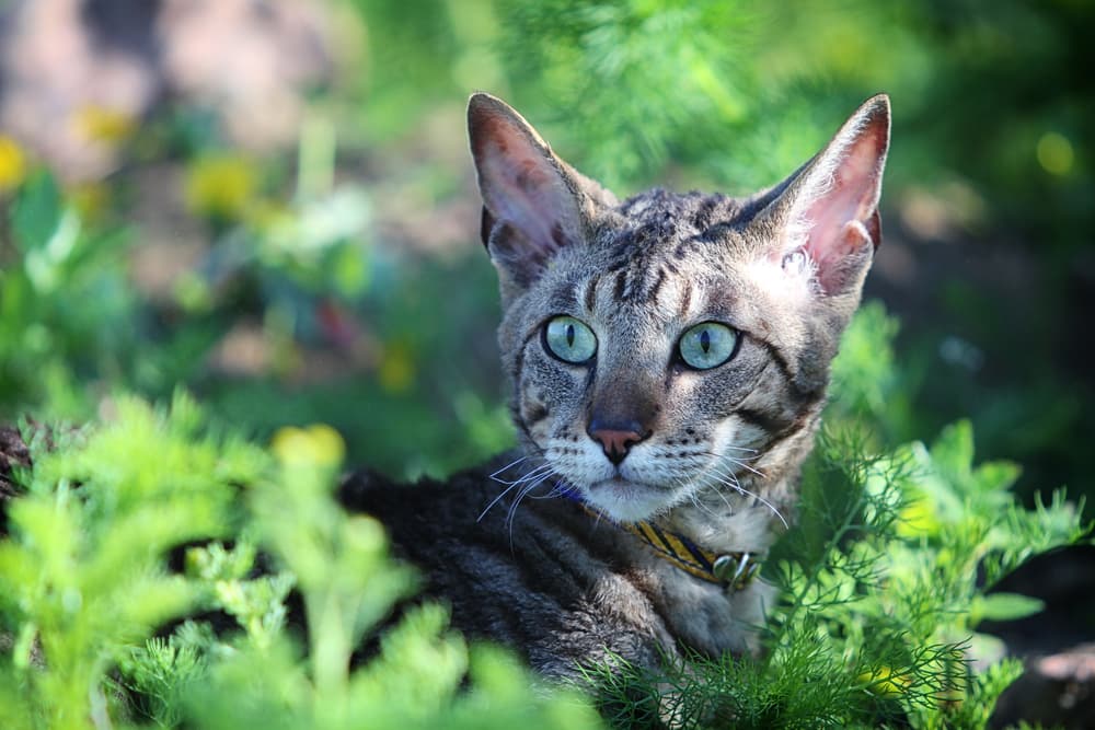 Cozy cat in the garden that is a rex breed