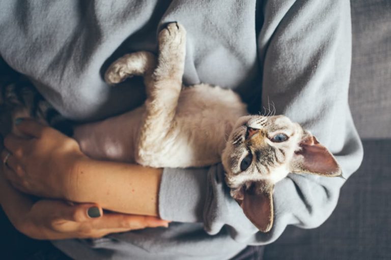 Rex cat breed being held by owner