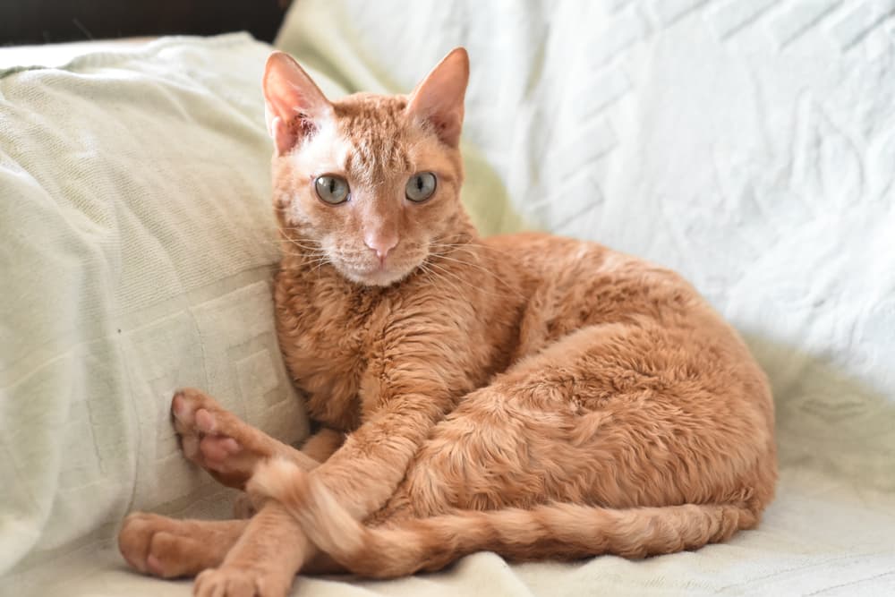 Ural Rex cat snuggled in the couch