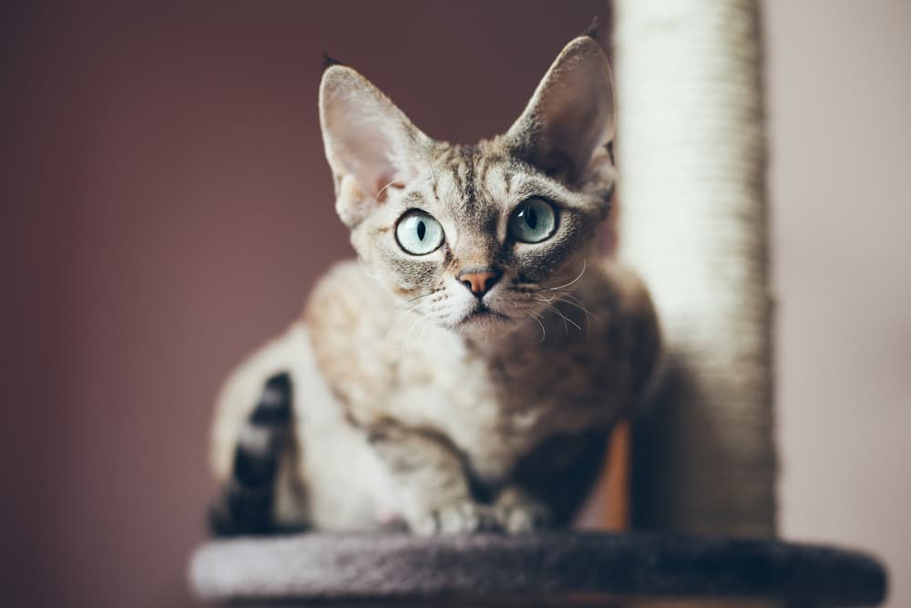 Cute cat with wavy hair