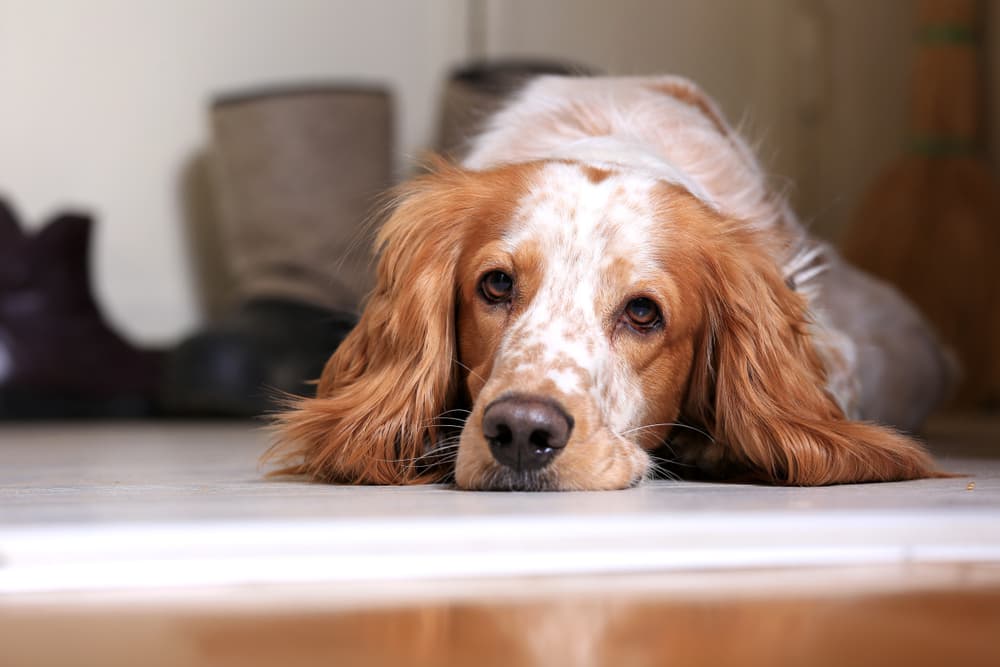 Senior dog cozy laying on the ground