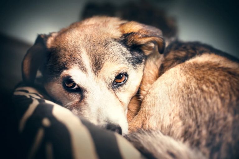 Dog sleeping cozy in the bed