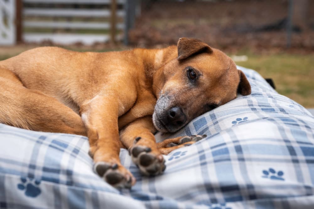 Senior dog laying asleep on his dog bed