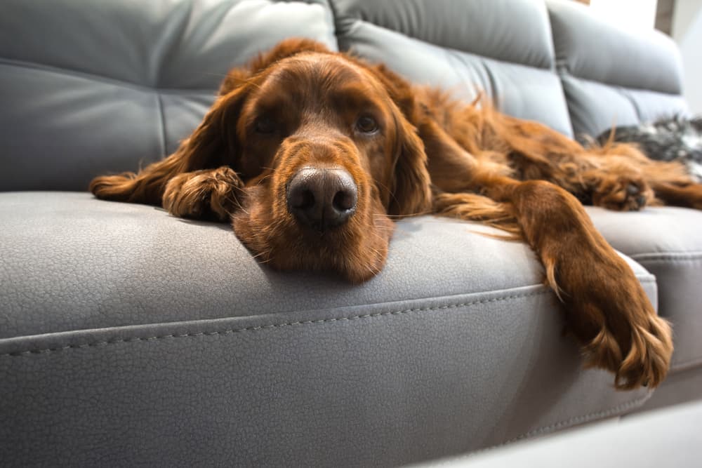 Dog snuggling on the couch