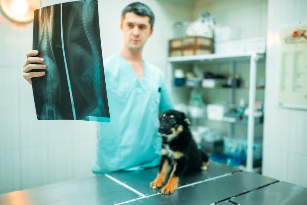 Veterinarian looks at puppy's X-rays