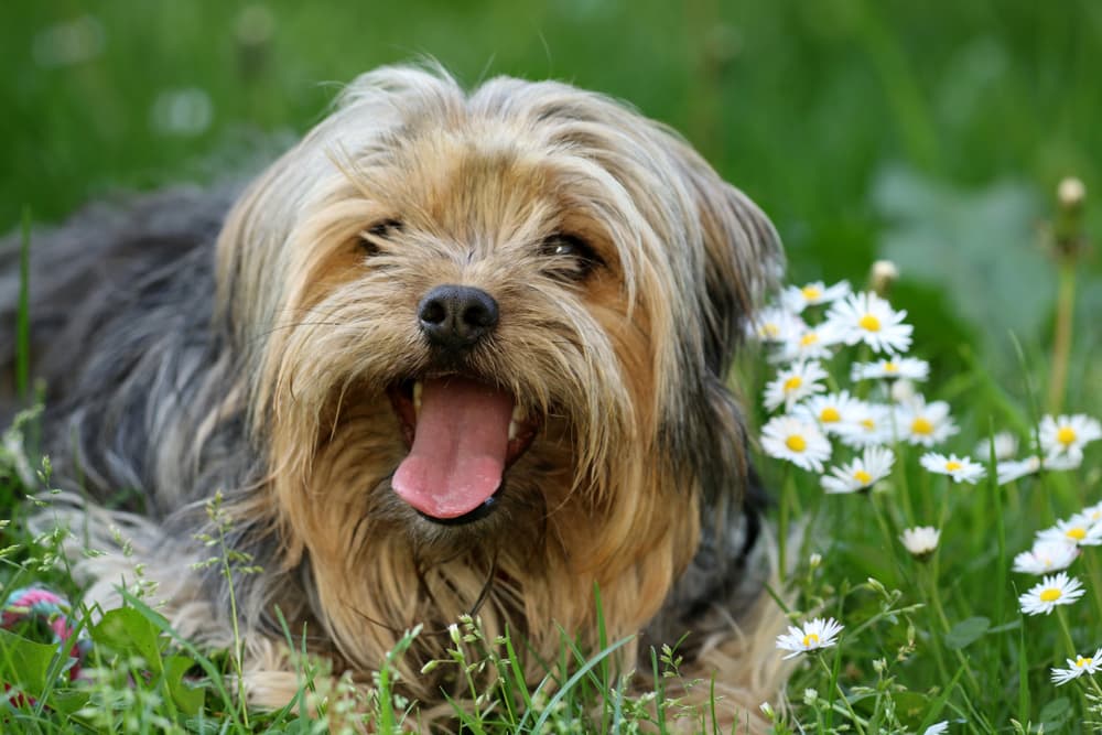 Dog in grass coughing