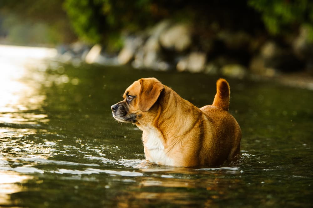 Puggle in water