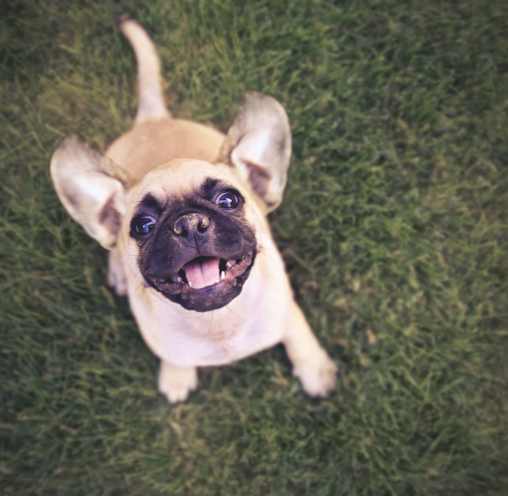 Cute Chug (Chihuahua Pug)
