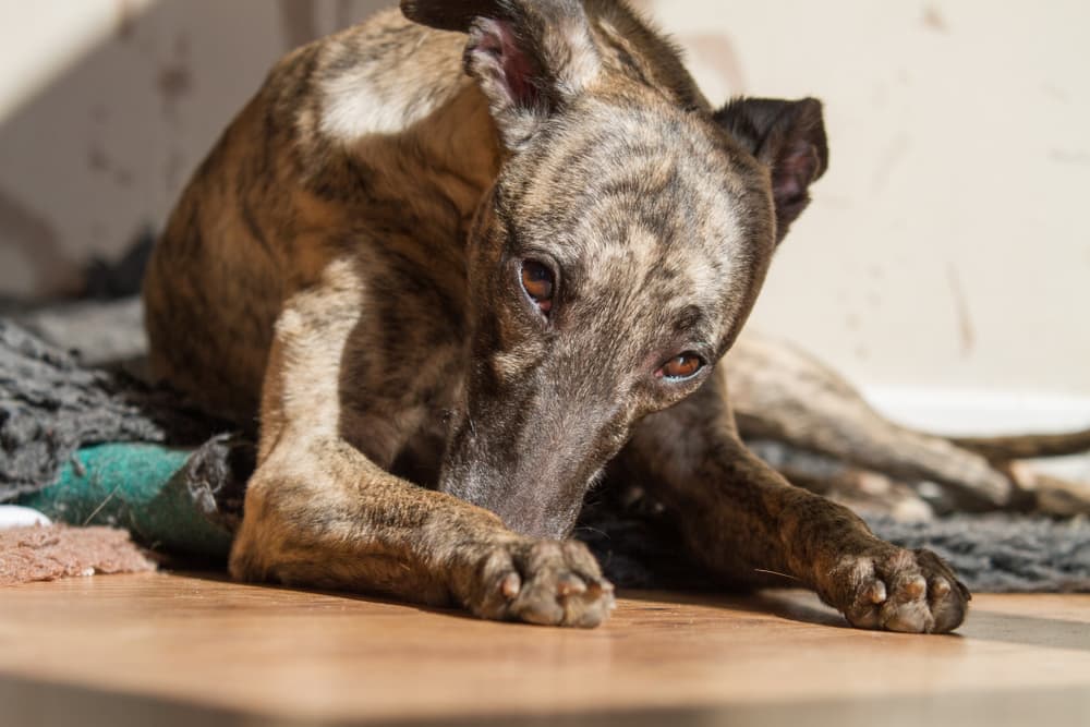 Lurcher dog laying down in family home