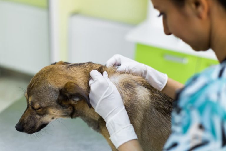 Vet checking dog for mango worms