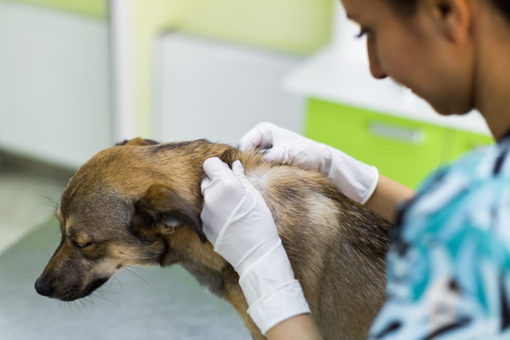 Mango Worms in Dogs: Causes, Symptoms and Treatment