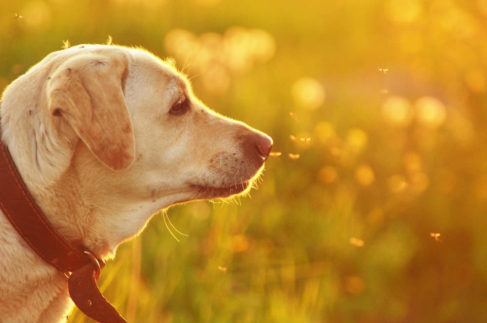 Dog in field in summer
