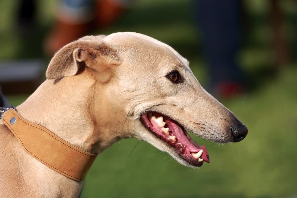 Side profile of an adult Lurcher dog