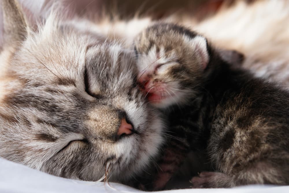 Fading Kitten Syndrome
