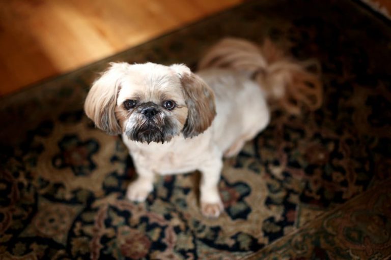 Pugapoo dog