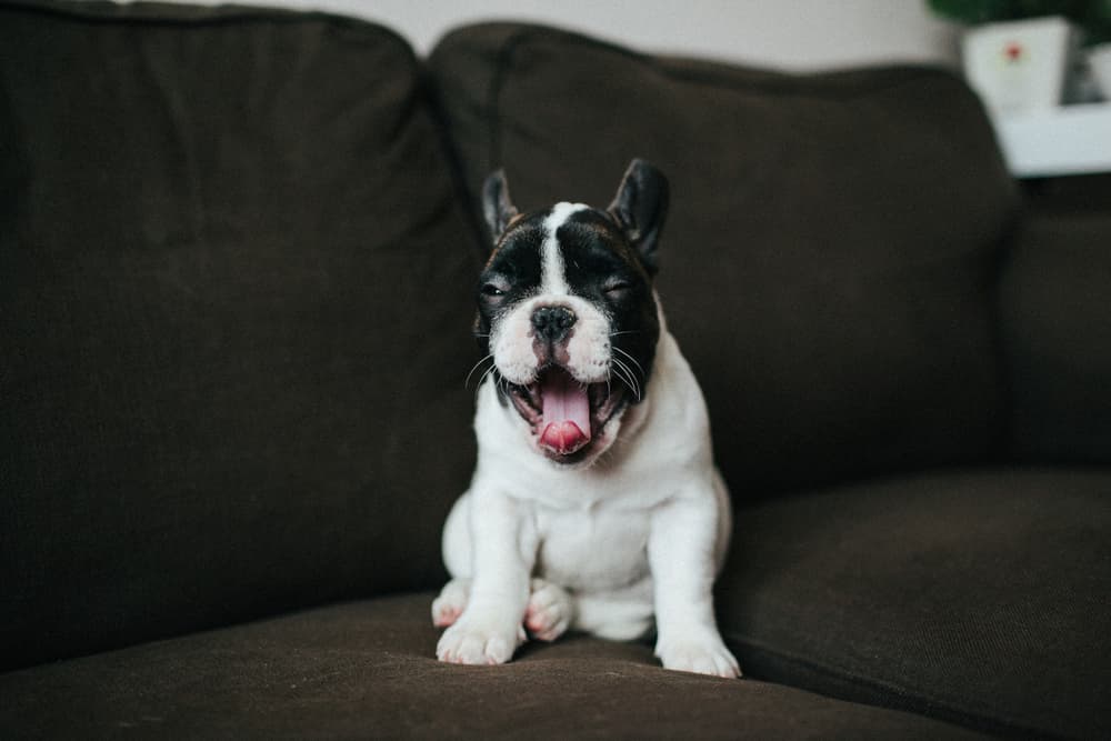 Dog sneezing on couch
