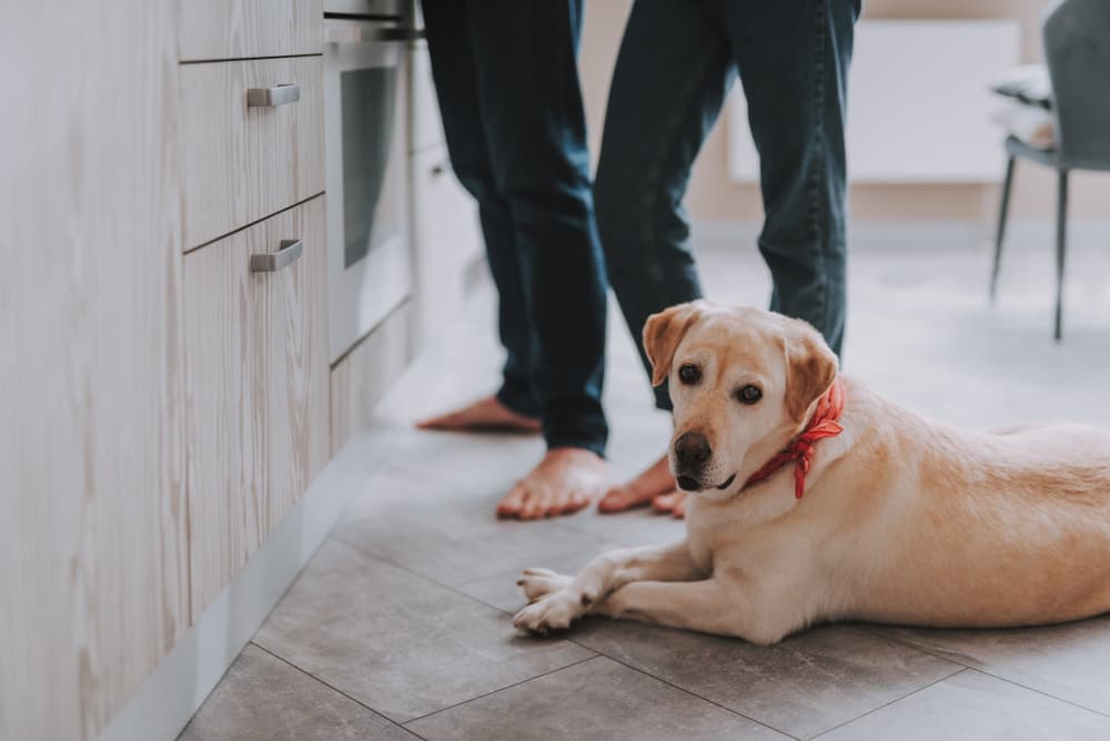 dog begging in kitchen