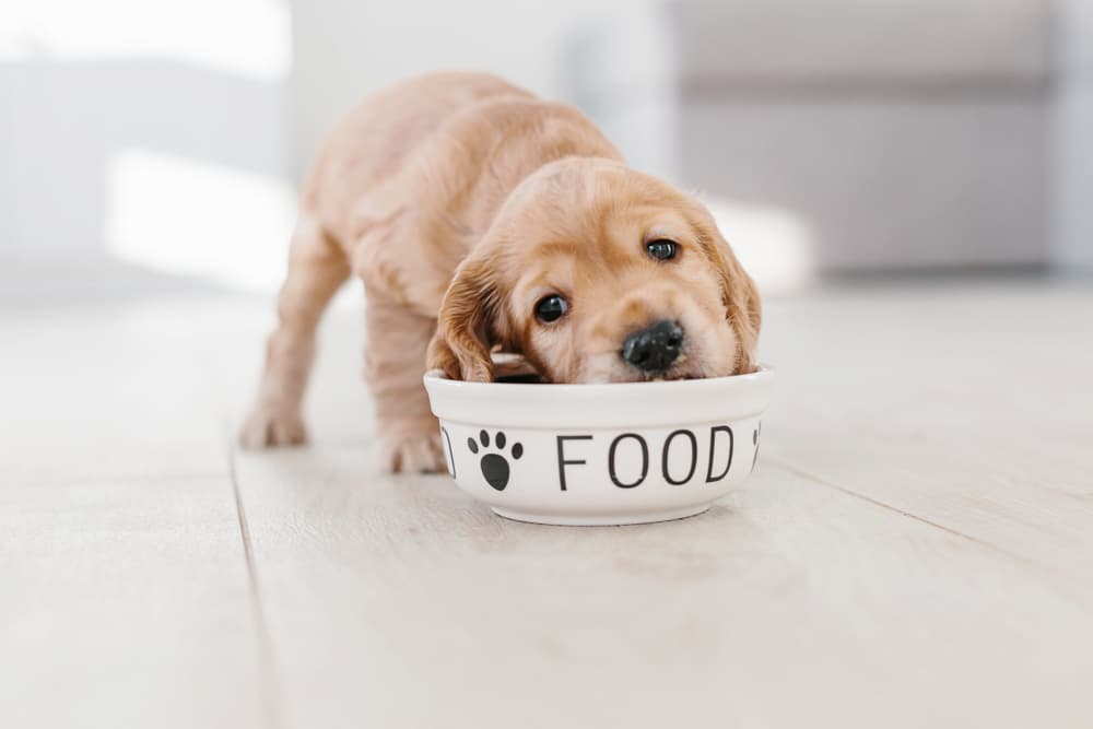 Puppy eats from food bowl