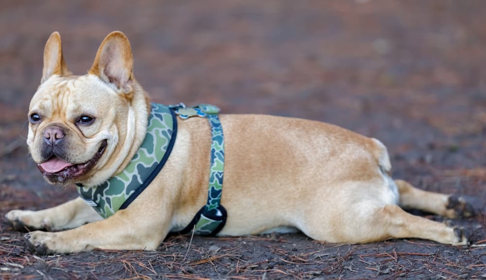 French Bulldog splooting