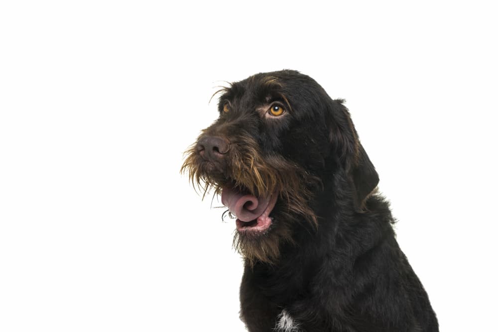 Dog gasping