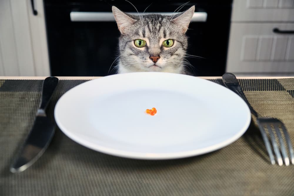 cat food name
