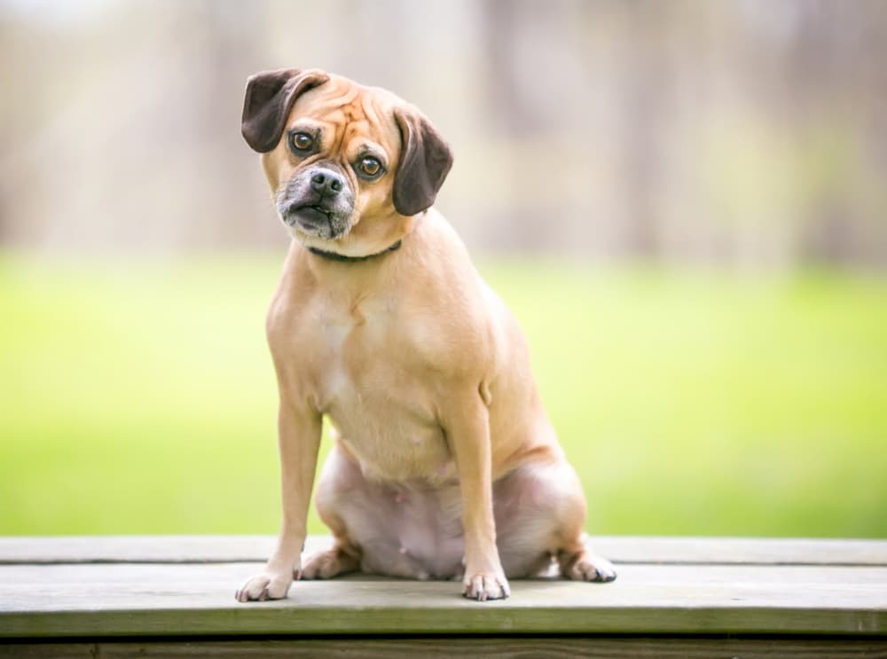 Puggle