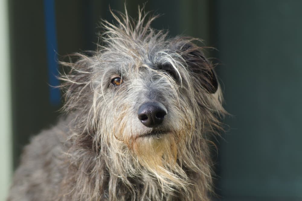 Adult Lurcher dog looking at the camera