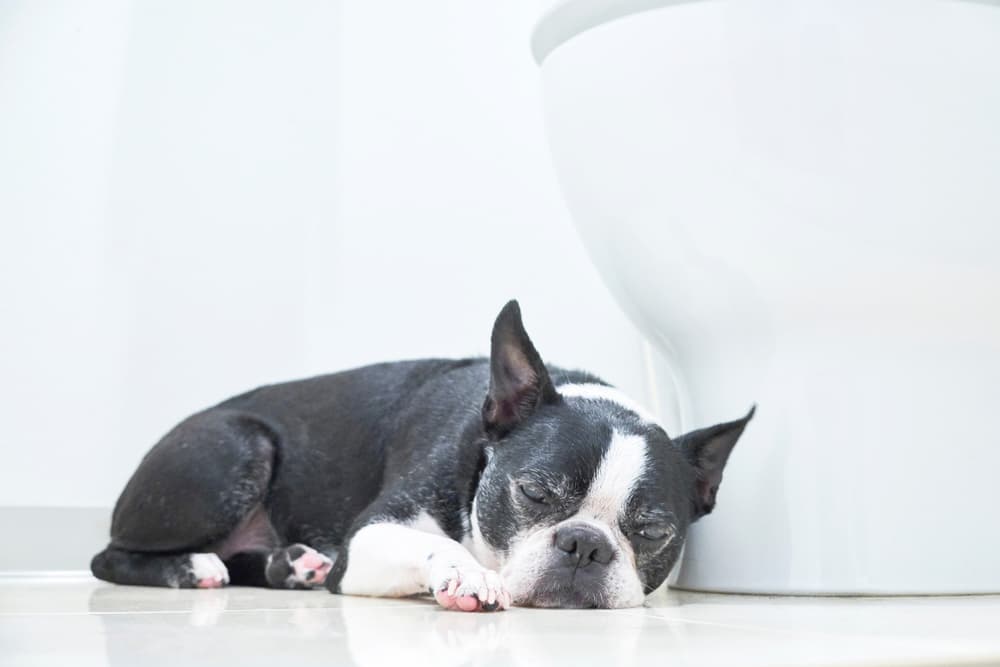 Dog lying down on bathroom floor