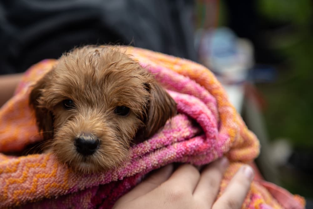 Puppy in towel