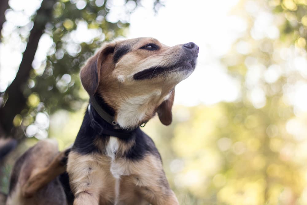 Dog with allergies outside