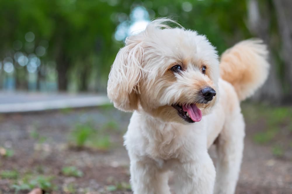 Dog in park playing