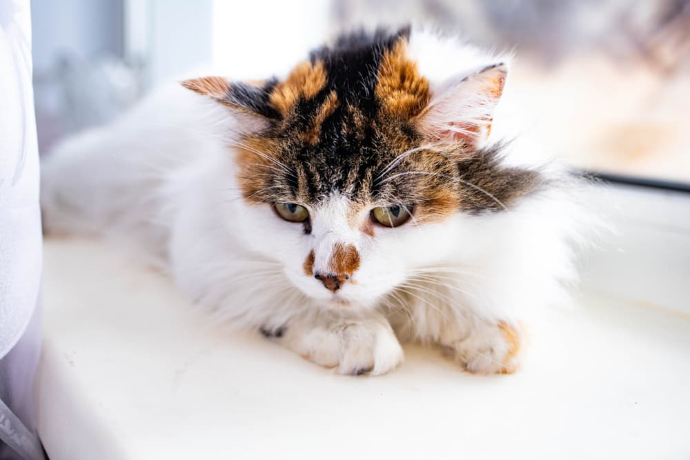 Thin cat lying on window sill