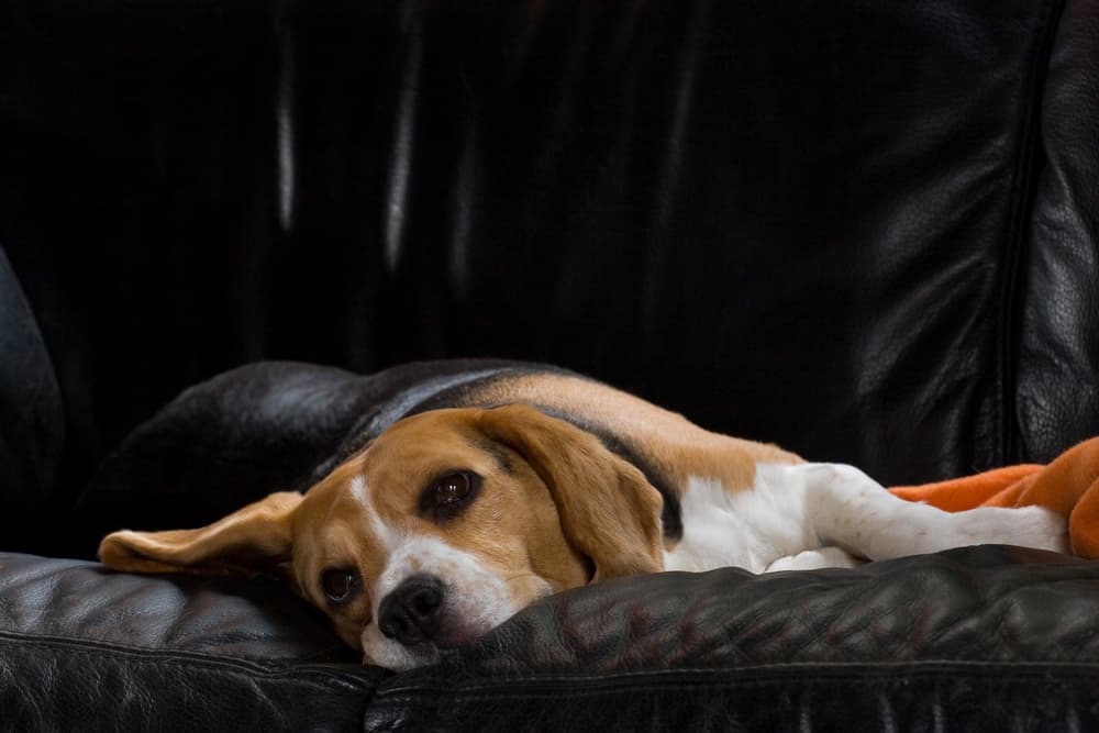 Sick dog lying down on couch