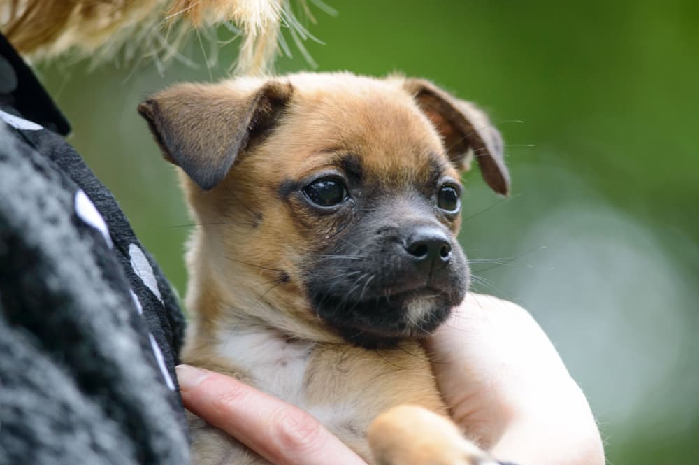 Person holding a Chug puppy