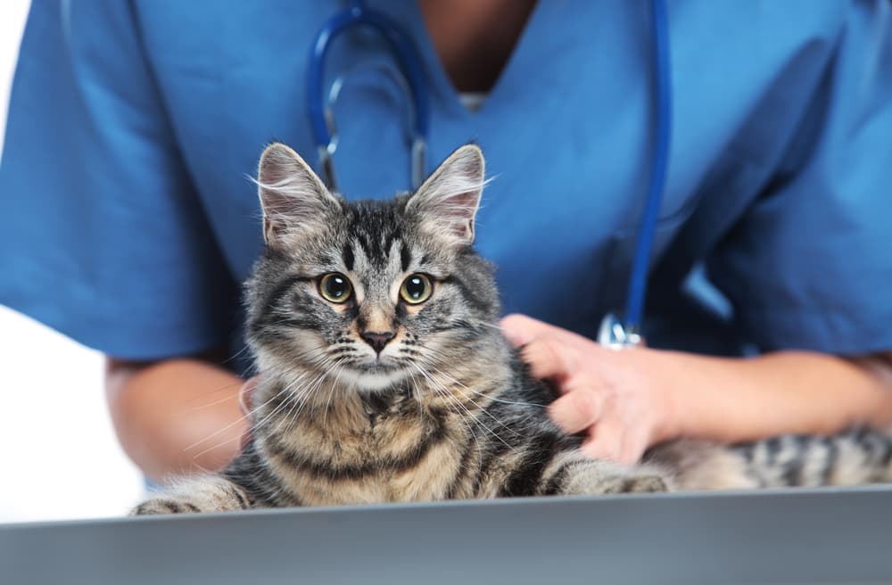 cat with veterinary technician